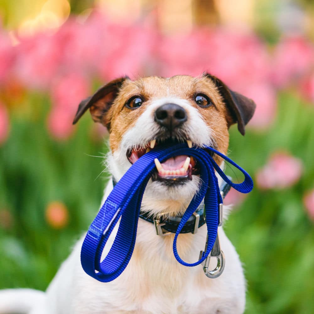 Dog ready for dog walking in Scottsdale carrying leash in mouth at nice spring morning