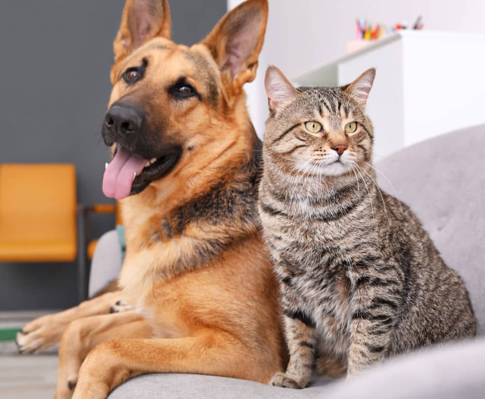 Adorable cat and dog resting together on sofa indoors.