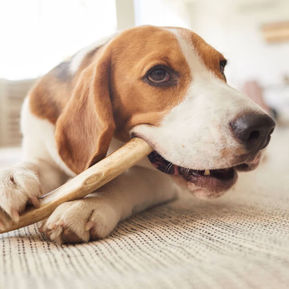 Dog chewing a bone comfortably at home thanks to its pet sitter in Scottsdale