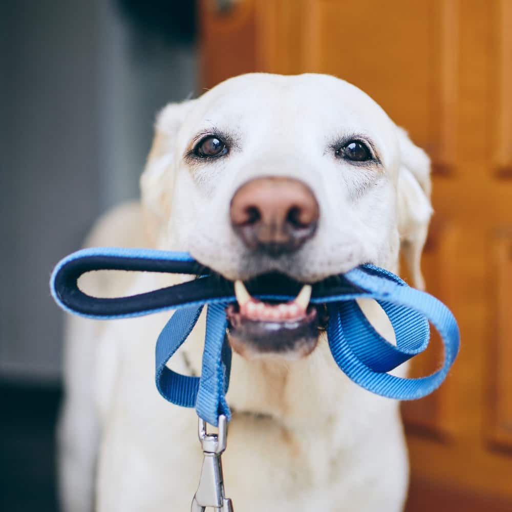 A happy dog waiting for its Scottsdale dog walker