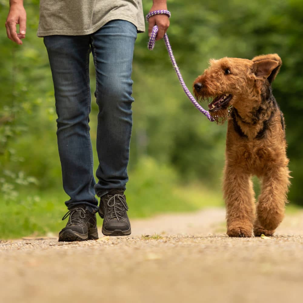 Man walking a dog on a hiking trail